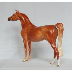 Ahzam, Arabian Stallion - Chestnut Paint Standard